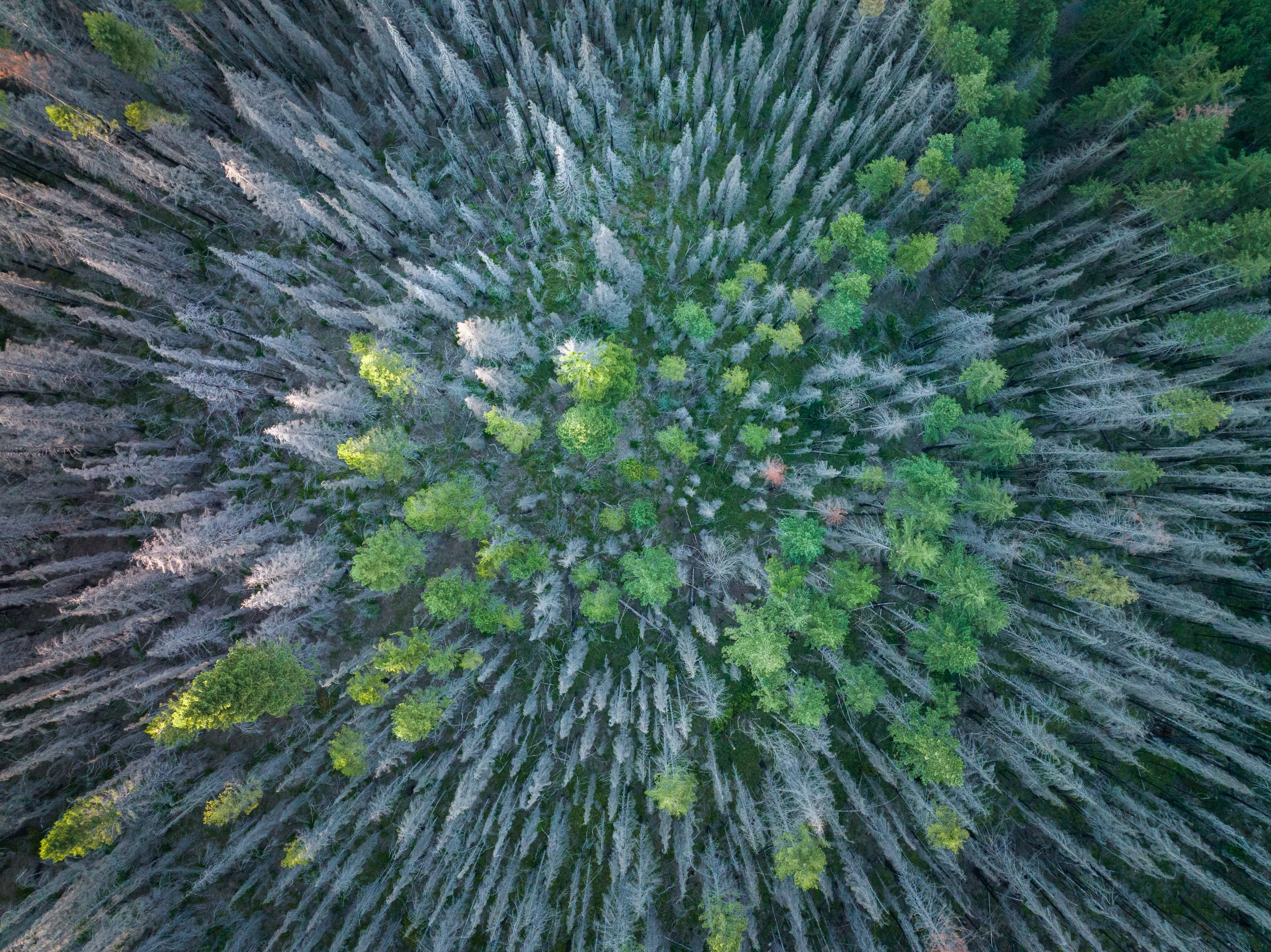 Title Image